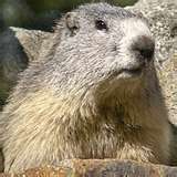 Exterminateur marmotte sous le cabanon | Dommage marmotte sur le gazon 514-915-3601